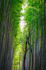 Arashiyama bamboo forest in Kyoto Japan