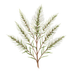 Delicate watercolor branch with soft white and green foliage, botanical illustration isolated on white background