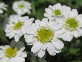 Zbliżenie na kwiaty Tanacetum parthenium © Kumulugma