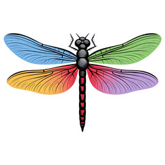 dragonfly isolated on white