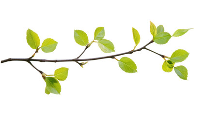 Obraz premium A delicate branch adorned with green leaves gently stretches across a clean white background. symbolizing natures beauty and vitality. perfect for eco-friendly themes and designs