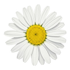 Naklejka premium Detailed watercolor daisy with white petals and yellow center, top view isolated on white background