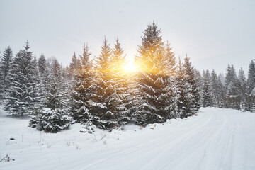 Winter wonderland scene with a frosty forest path.