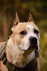 A close-up shot of a dog wearing a backpack, great for outdoor or adventure-themed projects