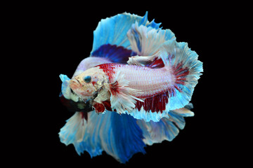 Thai fighting fish, beautiful and exciting colors