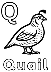 Animal Alphabet: Q for Quail