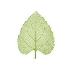 Translucent green leaf with detailed veins and serrated edges on transparent background isolated on white background