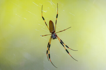 Banana Spider