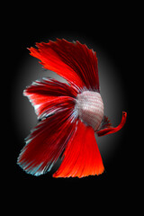Thai fighting fish, beautiful and exciting colors