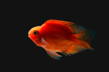 Thai fighting fish, beautiful and exciting colors