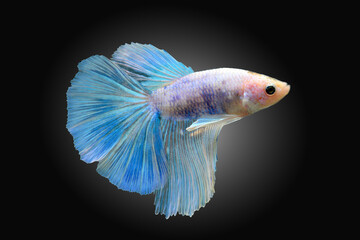 Thai fighting fish, beautiful and exciting colors