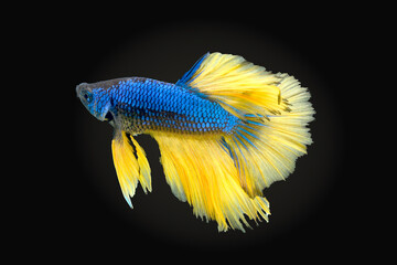 Thai fighting fish, beautiful and exciting colors