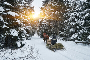 Horse-drawn sleigh with hay on a snowy road in a winter forest.