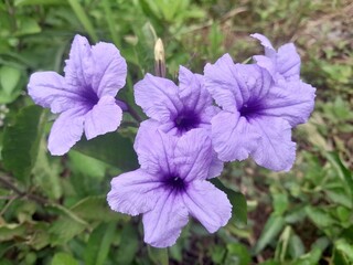 violet flowers in the garden