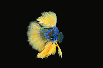 Thai fighting fish, beautiful and exciting colors
