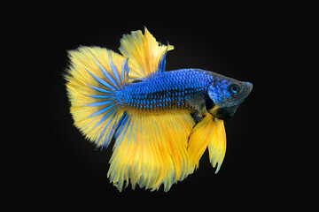 Thai fighting fish, beautiful and exciting colors