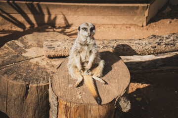 Meerkat sat on a wooden stump around brown dusty ground. Staring slightly to the right with it's...