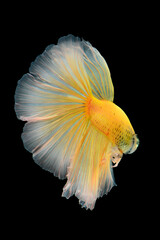 Thai fighting fish, beautiful and exciting colors