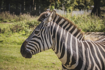 Close up of a Zebra looking left, grass and plants can be seen behind as well as trees and a metal fence.