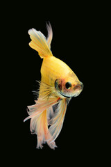 Thai fighting fish, beautiful and exciting colors