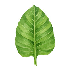 Fototapeta premium Detailed watercolor illustration of a lush green leaf with vein details isolated on white background