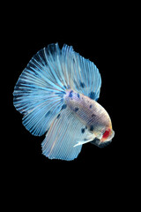 Thai fighting fish, beautiful and exciting colors