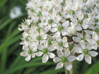 Zbliżenie na kwiat ozdobnego czosnku © Kumulugma