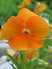 Zbliżenie na pomarańczowe kwiaty bratka © Kumulugma