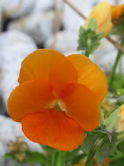 Zbliżenie na pomarańczowe kwiaty bratka © Kumulugma