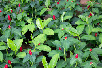 Relaxing view of natural greenery of tropical foliage plant