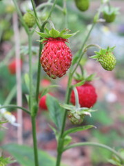 Zbliżenie na owoc poziomki