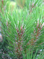 Zbliżenie na młode pędy sosny © Kumulugma