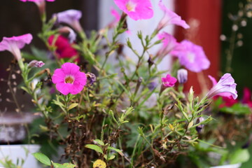 A close-up shot of a potted plant with bright pink flowers, ideal for decorative or educational purposes