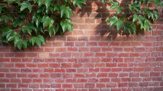 Green Boston ivy leaves, climbing plants with their shadows on an old red brick wall, gently sways in the wind for backgrounds and copy space.