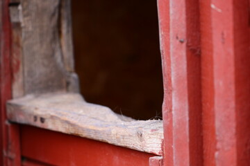A curious cat looks out of a window, potentially watching something outside