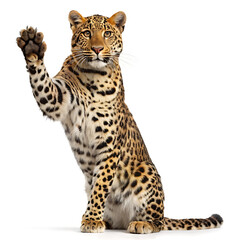 Naklejka premium Leopard sitting on a white background with its paw raised in the air looking at the camera