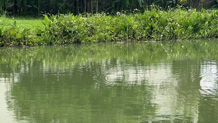reeds in the water