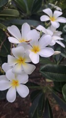 white flower