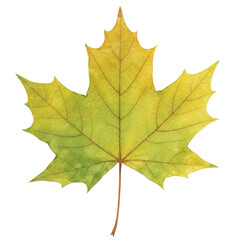 Fototapeta premium Vibrant maple leaf transitioning from green to yellow, showcasing intricate vein details isolated on white background