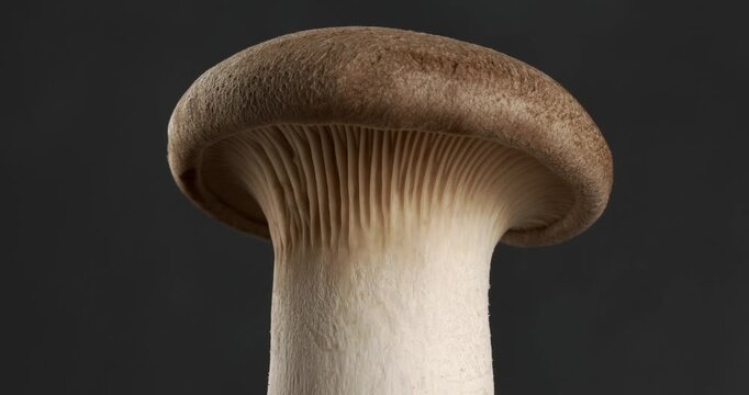 Eryngii (King Oyster Mushrooms) mushroom close-up footage on rotating table.