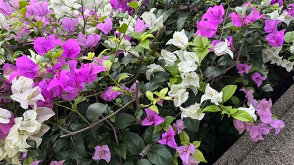 pink flowers in the garden