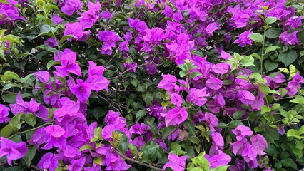 purple and yellow flowers