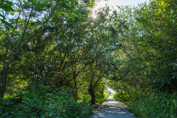 芝川から大間木公園に至る砂利道 （さいたま市)
2025年8月25日撮影