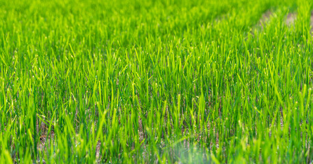 初夏の田んぼに育つ青々とした稲の苗