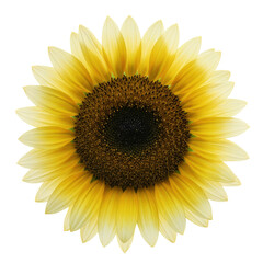 Obraz premium Radiant sunflower blossom with delicate petals and dark central disk isolated on white background