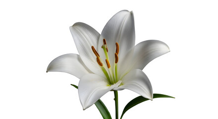 Naklejka premium White lily flower isolated on transparent background, close up of beautiful blossom