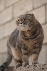 portrait of a cat in the city