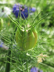 Zbliżenie na strączek nasienny rośliny z gatunku nigella © Kumulugma