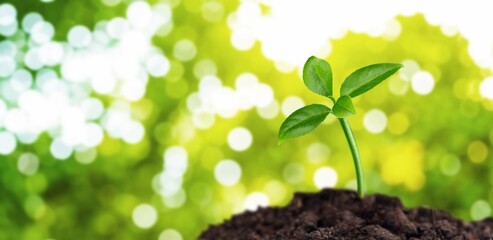 Image of green young seedling with leaves in soil