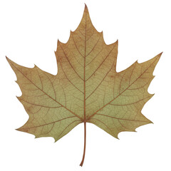 Obraz premium Detailed sycamore leaf with visible veins and serrated edges in autumnal hues isolated on white background